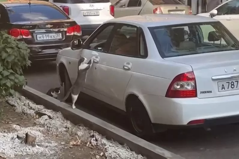 В Астрахани сняли на видео «банду» котов-автоворов